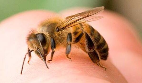 Punture d'ape - un modo estremo per ingrandire il fallo